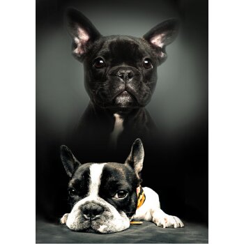 Kuscheldecke / Fleecedecke 100 x 140 cm Dogs