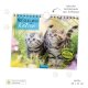 Trötsch Verlag Notizkalender mit Postkarten Katzen 2026